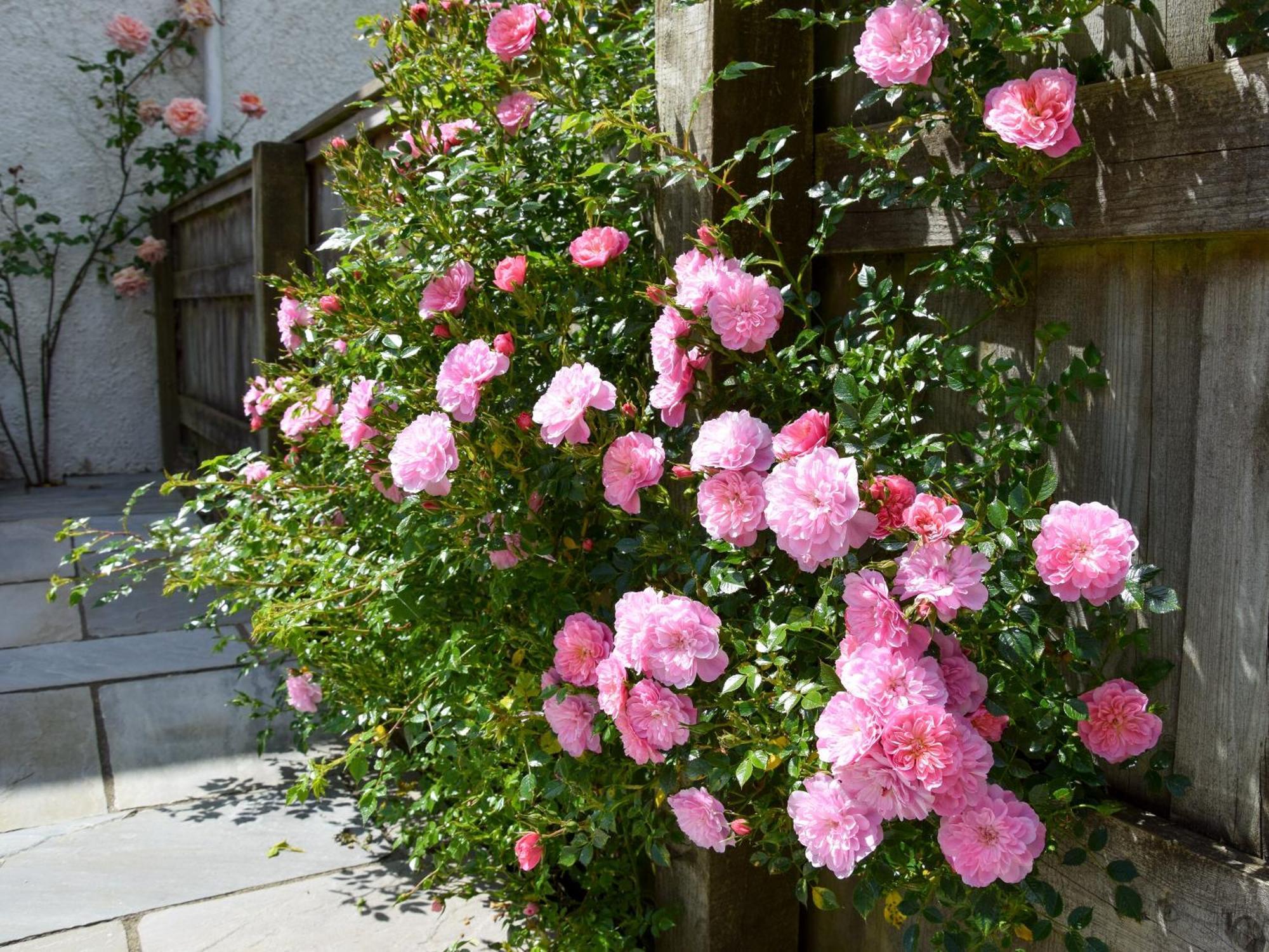Villa Sweet Briar - 8234 Bridport Esterno foto